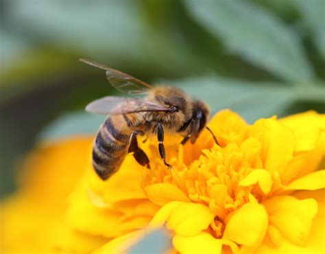 Bee on Flower